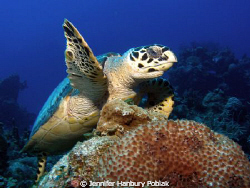 Taken in Cozumel Mexico by Jennifer Hanbury Pobiak 